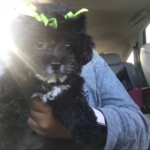 Meet your Posher, Ella